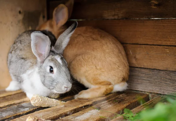 Konijnen in een kooi — Stockfoto