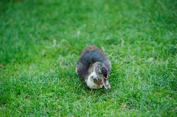 Kachna na zelené trávě — Stock fotografie