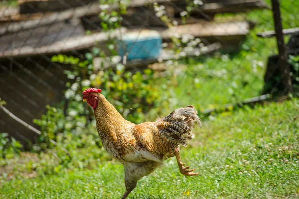 Hen on a green grass — Stock Photo, Image