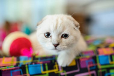 evde sevimli kedi. Bulanık arka plan