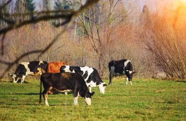 Yeşil mera üzerinde inek