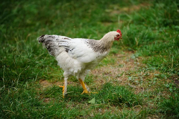 Kip op een groen gras — Stockfoto