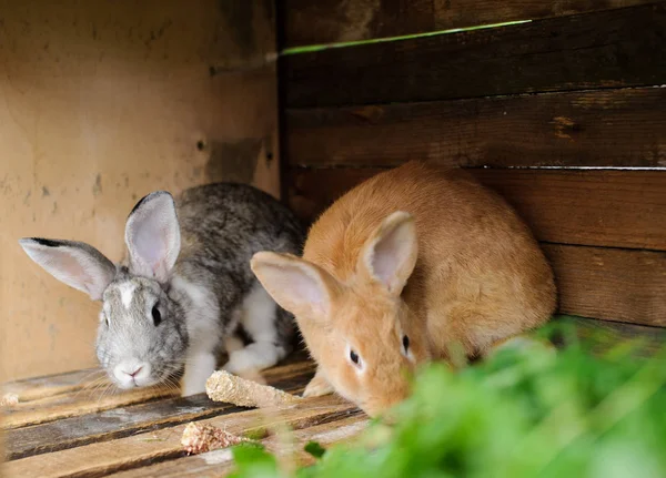 Conejos en una jaula — Foto de Stock