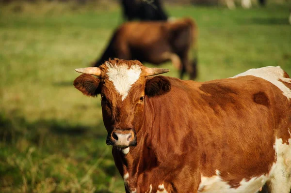 Koe op de groene weide — Stockfoto