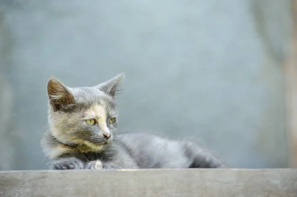 Katt i trappan — Stockfoto