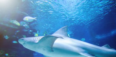 Büyük beyaz köpekbalığı büyük mavi