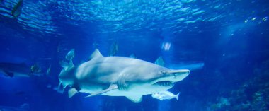 Büyük beyaz köpekbalığı büyük mavi