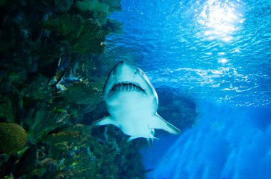 Büyük beyaz köpekbalığı büyük mavi