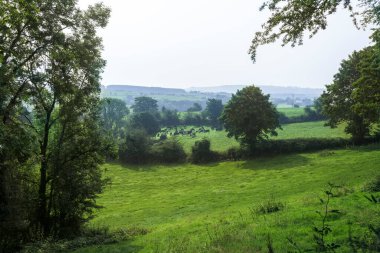 Bereketli tarlalardan, sığır sürülerinden ve aydınlık bir yaz gününde yukarıdan görünen çitlerden oluşan İrlanda manzarası..
