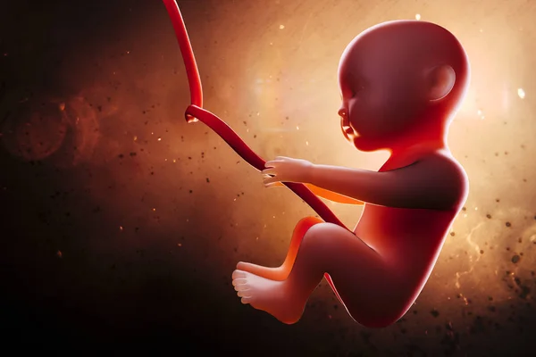 Human Fetus Womb — Stock Photo, Image