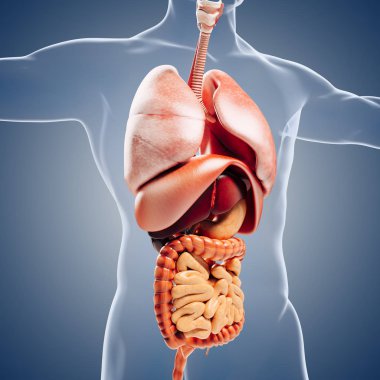 3D adama verin, iç organları gösterilen anatomisi