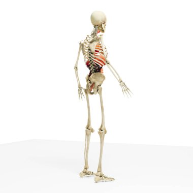 3D adama verin, iskelet ve iç organlarını gösteren anatomisi