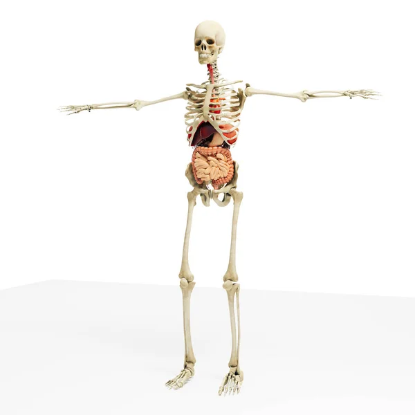 Vykreslení Muž Anatomie Kostry Vnitřních Orgánů — Stock fotografie