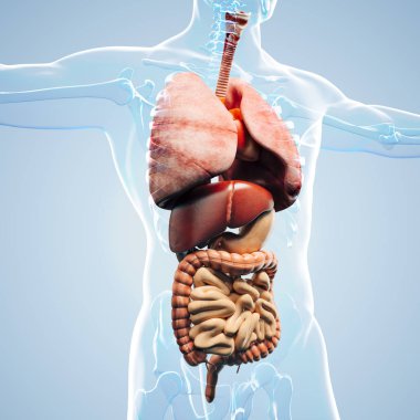 3D adama verin, iç organları gösterilen anatomisi