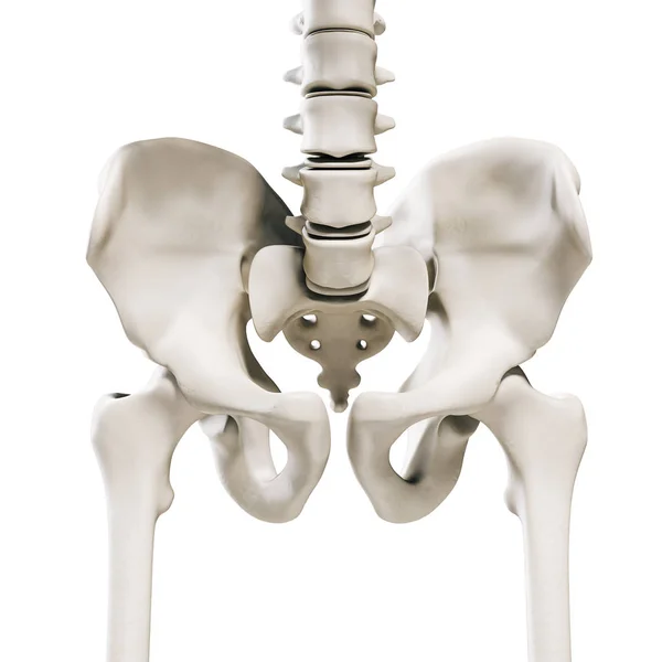 Render Mänskliga Skelett Höftbenen — Stockfoto