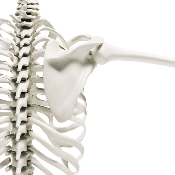 Rendu Squelette Humain Épaule Colonne Vertébrale — Photo