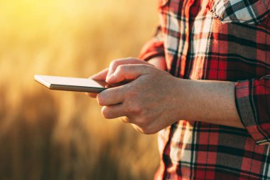 Olgun buğday alanında ayakta ve hareket eden telefon ya da smartphone app, seçici odak kullanarak kadın çiftçi