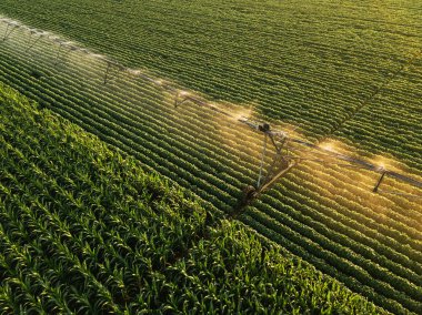 Aerial view of irrigation equipment watering green soybean crops field in summer afternoon, drone point of view for unusual angle for agricultural activity clipart