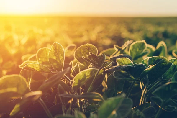 Soja Por Sol Campo Cultivo Agrícola Cultivado — Fotografia de Stock