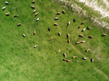 Otlakta otlayan ineklerin hava manzarası, insansız hava aracı pov