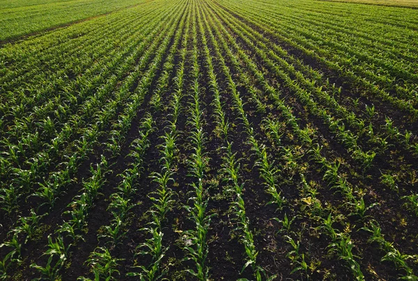 Vista Aérea Del Campo Cultivos Maíz Con Malezas Desde Punto — Foto de Stock