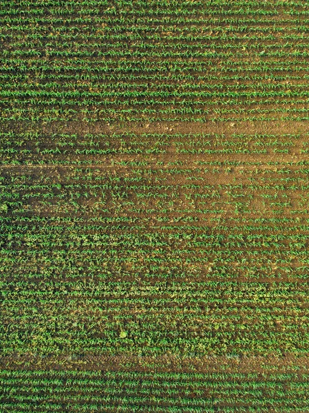 Vista Aérea Del Campo Cultivos Maíz Con Maleza Desde Dron — Foto de Stock