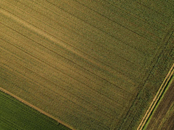 Aerial View Corn Crops Field Drone Pov Top View — Stock Photo, Image