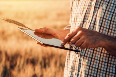 Akıllı tarım, tarım modern teknolojileri kullanarak. Erkek Ziraat Mühendisi çiftçi ile dijital tablet bilgisayar uygulamaları ve Internet tarımsal üretim ve ürün koruma, seçici odak kullanarak buğday alanı