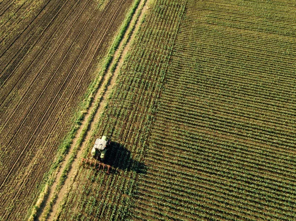Tractor Cultivando Campo Cultivo Maíz Vista Aérea Desde Dron Pov — Foto de Stock