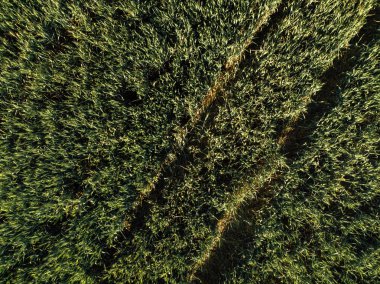 Drone pov, yukarıdan gelen buğday bitkileri alanının havadan görünümü