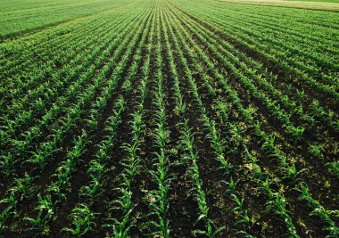 Aerial view of corn crops field with weed from drone point of view clipart
