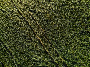 Drone pov, yukarıdan gelen buğday bitkileri alanının havadan görünümü