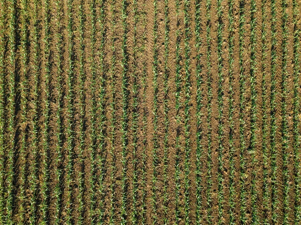 Vista Aérea Campo Culturas Milho Pontos Vista Drone Vista Superior — Fotografia de Stock