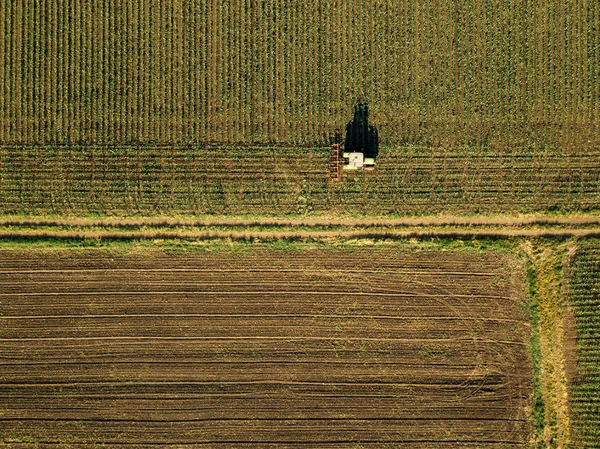 Tractor Cultivando Campo Cultivo Maíz Vista Aérea Desde Dron Pov —  Fotos de Stock