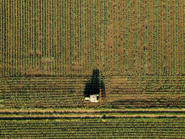 Tractor cultivating corn crop field, aerial view from drone pov