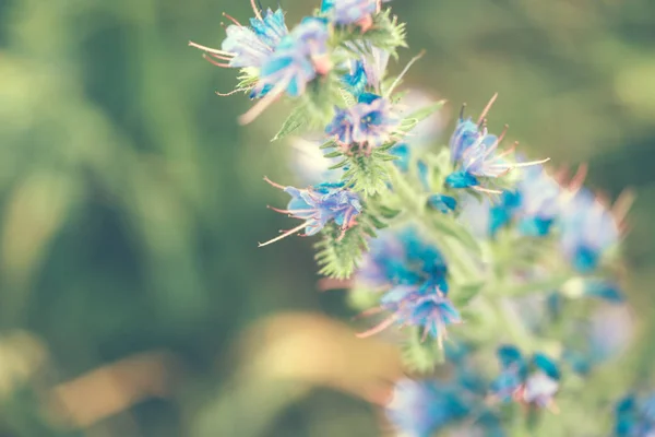 Wildflower Blooming Nature Springtime Season Selective Focus — Stock Photo, Image