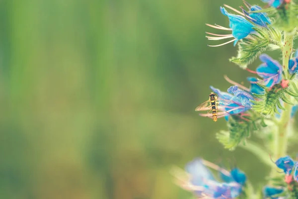 Wildflower Blooming Nature Springtime Season Selective Focus — Stock Photo, Image