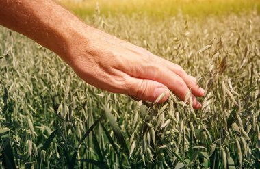 Çiftçi ziraat mühendisi dokunmadan alanında yeşil yulaf tahıl bitki geliştirme denetim muayene sırasında ekili.