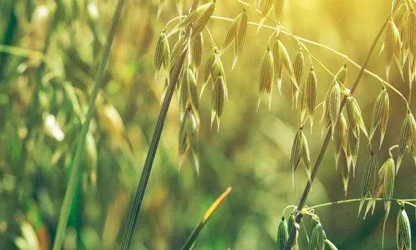 Cultivated Oats Growing Field Agricultural Concept Selective Focus — Stock Photo, Image