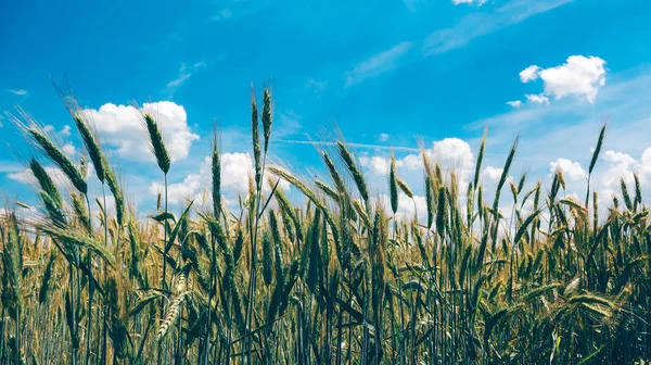 Cultivado Centeio Crescendo Campo Foco Seletivo — Fotografia de Stock