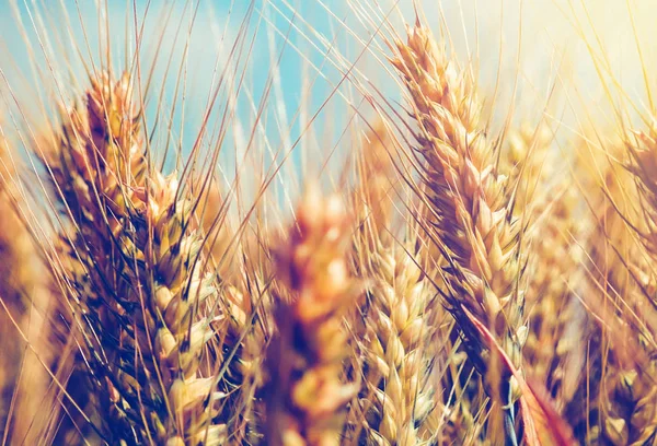 晴れた日にフィールドに黄金の小麦の穂 — ストック写真