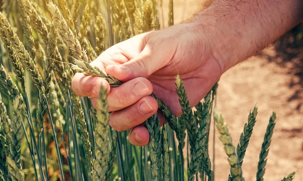 Фермер Агроном Коснулся Выращиваемой Полях Зеленой Пшеницы Время Контрольного Осмотра — стоковое фото