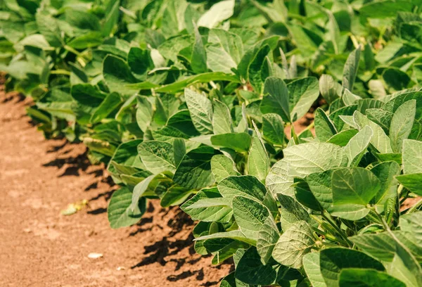 Cultivo Soja Orgánica Una Granja Vista Bajo Ángulo Las Plantas —  Fotos de Stock