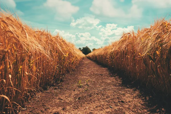Balanced symmetrical shot of narrow path through golden barley field on sunny summer day