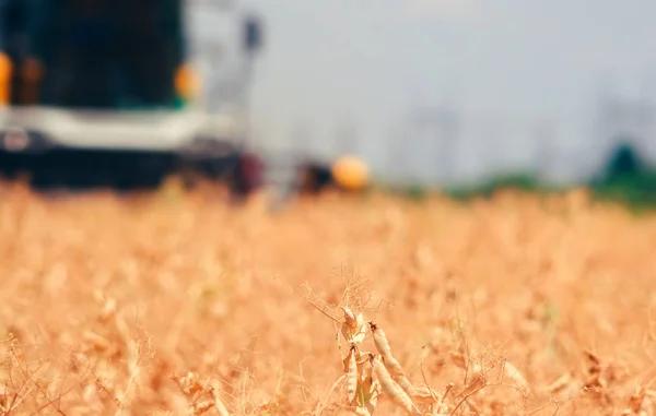 Combiner Moissonneuse Batteuse Récoltant Des Haricots Dans Champ Cultivé — Photo