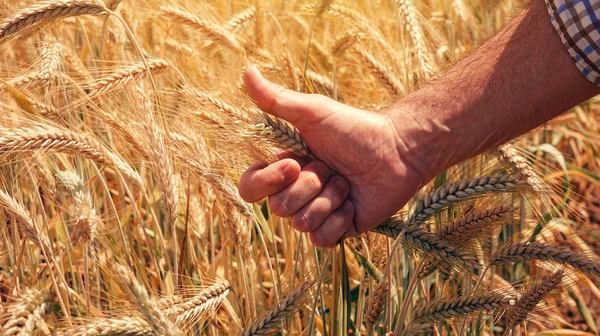 Satisfied Farmer Agronomist Gesturing Thumbs Analyzing Wheat Growth Field Control — Stock Photo, Image