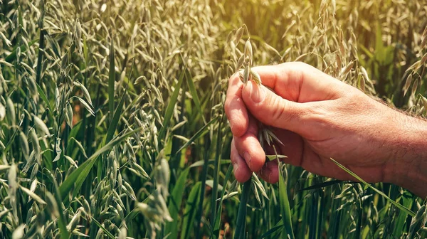 Farmer Agronomist Touching Cultivated Green Oats Field Control Examination Cereal — Stock Photo, Image