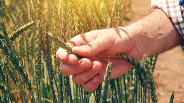 Farmer Agronomist Touching Cultivated Green Spelt Wheat Field Control Examination — Stock Photo, Image