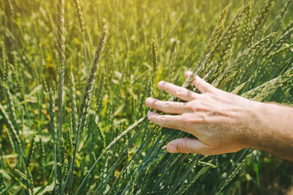 Agricoltore Che Esamina Sviluppo Delle Colture Frumento Spelta Nei Campi — Foto Stock