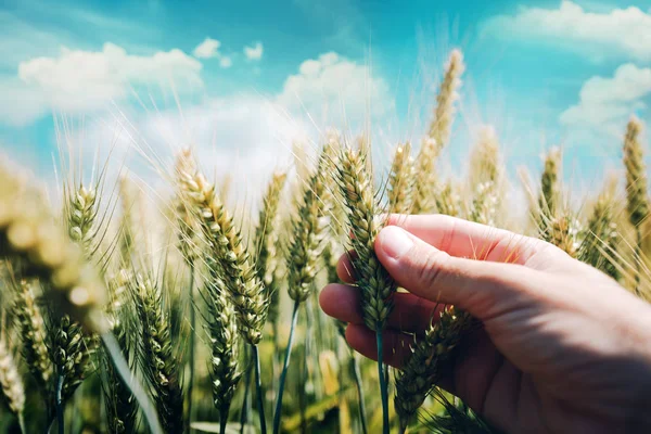 Farmer controlling wheat crop plant development for stem rust disease